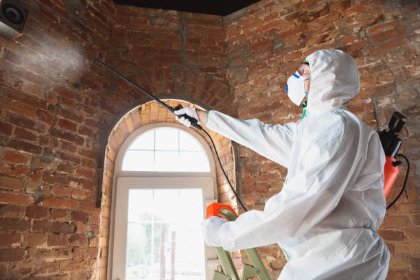 Best Mold removal after water damage  in New Whiteland, IN