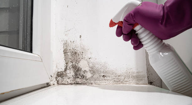 Best Basement water damage restoration  in New Whiteland, IN